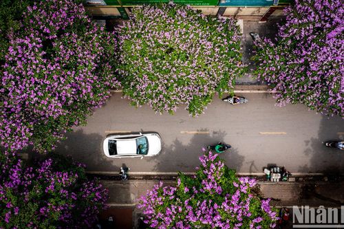 Bằng lăng tím 'mộng mơ' phủ khắp phố phường Hà Nội