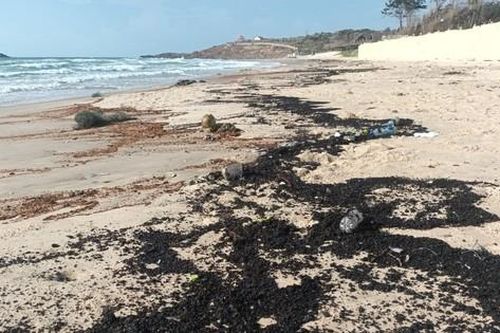 Dầu vón cục dài hàng cây số trôi dạt vào bãi biển Phan Thiết
