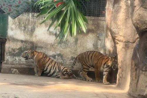 Du khách thích thú dự lễ 'thôi nôi' 2 bé hổ có tên Bình và Dương