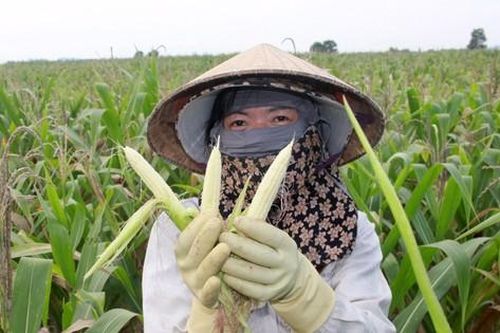 Nông dân đứng ngồi không yên vì hàng trăm ha ngô không thể tạo hạt