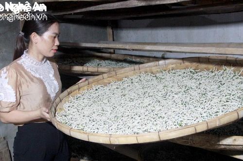 Nguy cơ mất nghề truyền thống trồng dâu nuôi tằm ở Tân Kỳ
