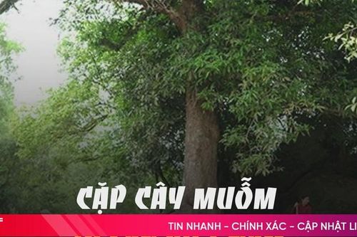 Cặp cây muỗm 'Di sản Việt Nam' gần 600 tuổi ở Hà Tĩnh