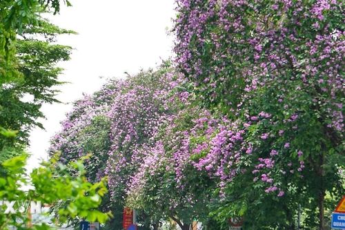 Có một Hà Nội đẹp như mơ trong mùa hoa bằng lăng tím