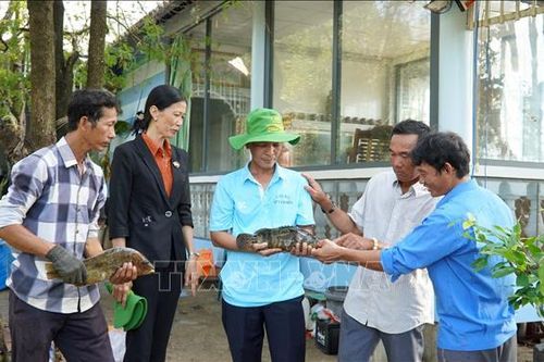 Thu nhập cao từ phát triển kinh tế dưới tán rừng