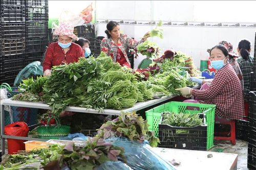 Tiền Giang trồng rau màu cho lợi nhuận đến hơn 300 triệu đồng/ha