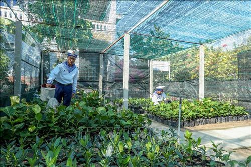 Biển đảo Việt Nam: Cho Trường Sa thêm xanh