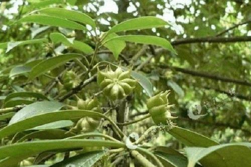 Loại hoa được coi là 'báu vật' trời ban, Việt Nam vừa xuất khẩu hơn 1.000 tấn sang Ấn Độ