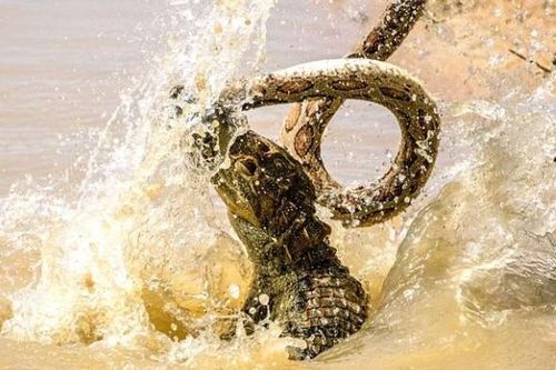 Trận ác chiến giữa cá sấu khổng lồ và loài rắn đứng trong 'Tứ đại nọc độc': Chỉ kẻ thắng mới có quyền sống sót