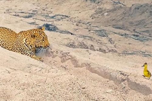 Clip: Quá cao tay, chú chim nhỏ 2 lần sử dụng chiến thuật giả chết để đánh lừa báo hoa mai