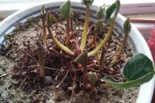 Hè quá nóng, 5 loại hoa sẽ 'giả chết', đừng vội vứt đi, chúng có thể nở trở lại