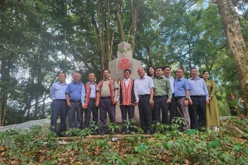 Kon Tum: Tiềm năng sản xuất, xuất khẩu các sản phẩm dược liệu từ Sâm