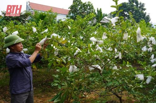 Như Thanh tích tụ đất đai để phát triển nông nghiệp quy mô lớn