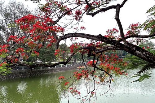 Hoa phượng, bằng lăng nở rợp thành phố