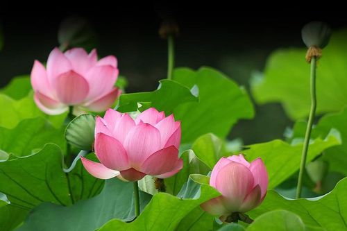 Hóa giải nghiệp báo