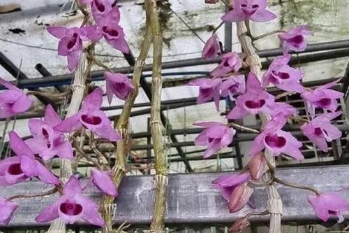 Tình yêu hoa lan
