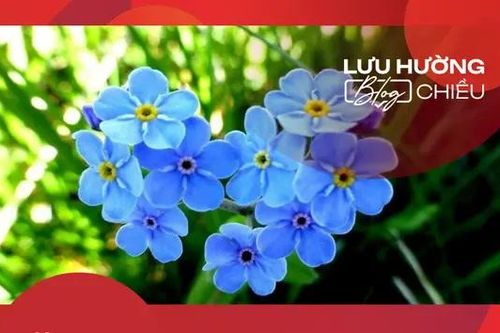 Đừng quên một loài hoa