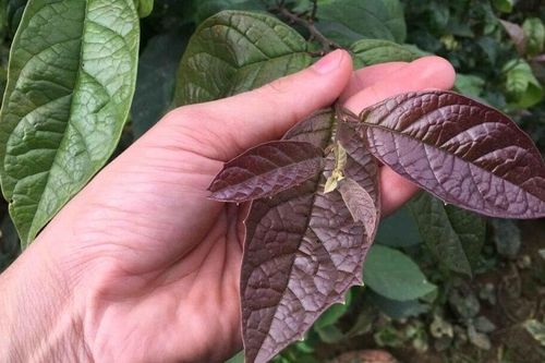 Một số lưu ý khi dùng cây xạ đen