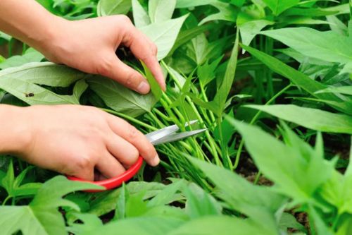 Loại rau trường thọ được thế giới mê mệt, người Việt lại ít ăn