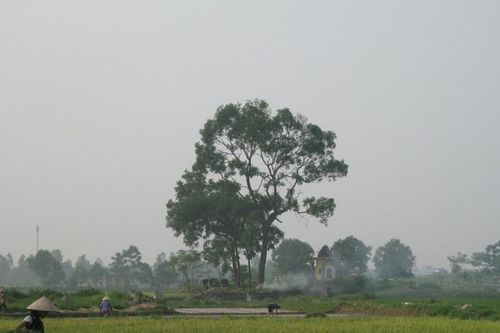 Cây giữa đồng