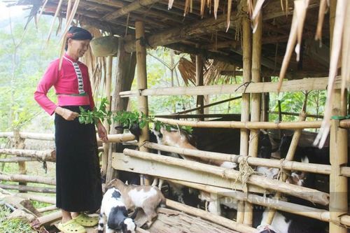 Nghề nuôi dê mở hướng đi mới cho nông dân Hòa Bình