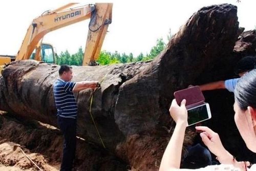 Đào được cây gỗ đen khổng lồ, ai ngờ là 'thần mộc' nghìn tỷ