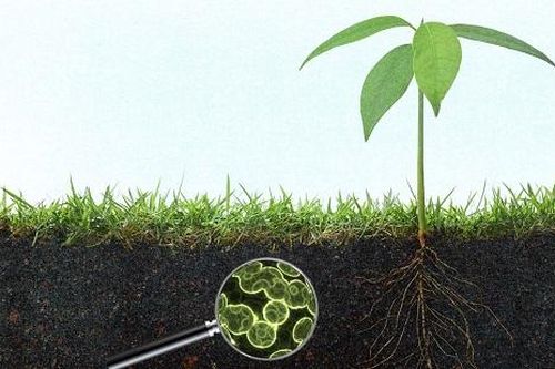 Vi khuẩn làm sạch độc chất trong đất trồng cây ăn quả