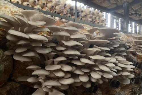 Người dân ở Thái Bình thoát nghèo nhờ trồng nấm