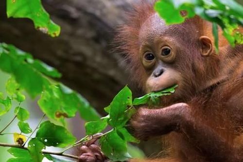 Malaysia bị chỉ trích dữ dội vì kế hoạch 'ngoại giao đười ươi'