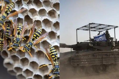 11 binh sĩ Israel nhập viện do bị ong bắp cày tấn công