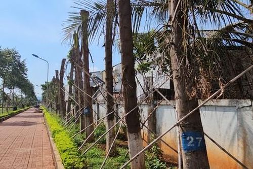 Nhiều cây xanh có dấu hiệu bị chết sau khi di dời tới công viên Sơn La
