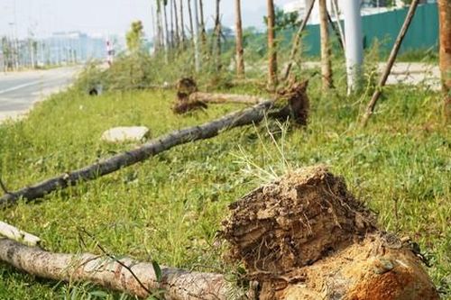 Cây xanh chết hàng loạt tại dự án đô thị xanh 'nghìn tỷ'