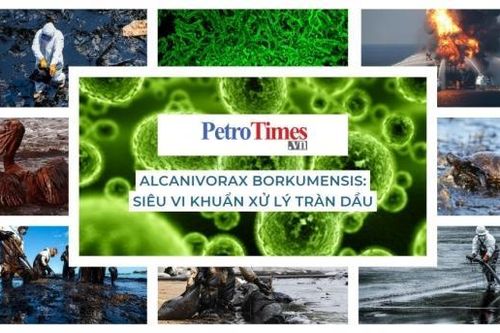 Alcanivorax Borkumensis: Siêu vi khuẩn xử lý tràn dầu