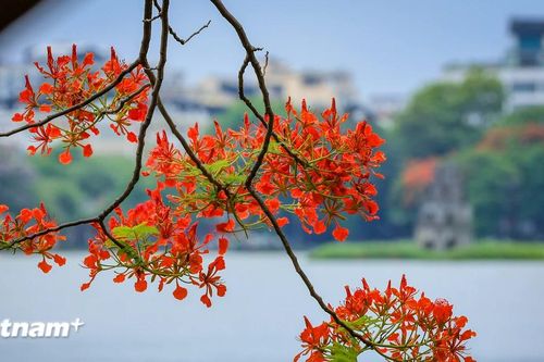 Ngắm phố phường Thủ đô Hà Nội rực rỡ sắc hoa phượng đỏ