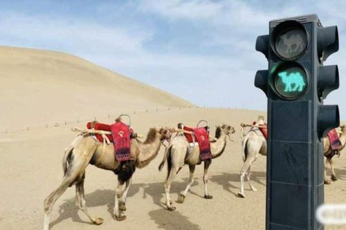 Đèn giao thông dành cho lạc đà giữa sa mạc Trung Quốc
