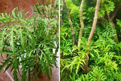 'Nhân sâm của người nghèo'- Loài cây không chỉ làm cảnh mà còn được trồng rất phổ biến