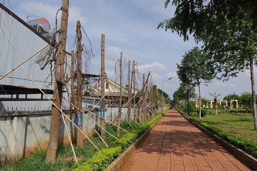 Hàng loạt cây xanh có dấu hiệu bị chết sau khi di chuyển đến công viên