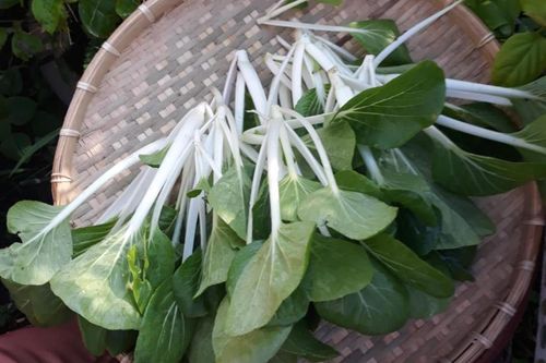 Loại rau giá rẻ được ví như nhân sâm đầu mùa, trồng vô cùng nhiều ở Việt Nam