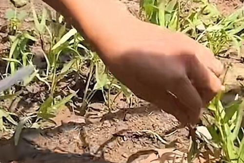 Đặt cơm nhưng không có rau, nam sinh liền mukbang vườn rau lớp trồng khiến cộng đồng mạng cười ngất