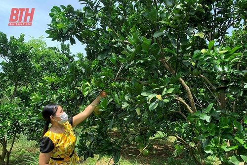 Ngọc Lặc chú trọng phát triển sản xuất nông nghiệp an toàn