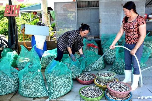 Hậu Lộc khai thác tiềm năng vùng triều nuôi ngao theo hướng hiệu quả, bền vững