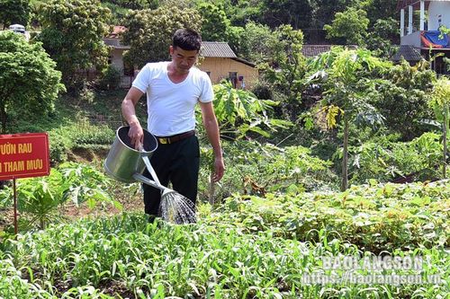 Nông Lâm trường 196 tích cực tăng gia sản xuất