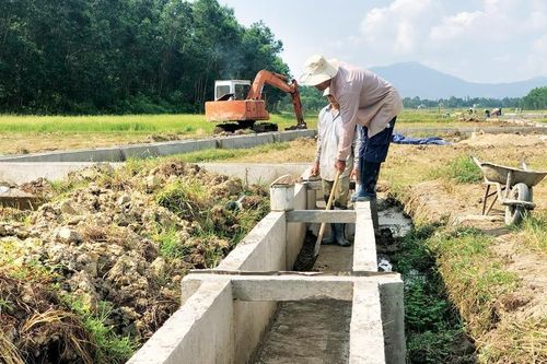 Quảng Ngãi: Chủ động triển khai các biện pháp chỉ đạo sản xuất vụ Hè Thu 2024