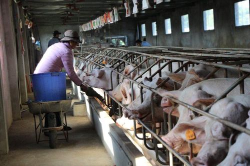 Hội Chăn nuôi Việt Nam kiến nghị chưa đưa lĩnh vực này vào danh mục phải kiểm kê khí nhà kính