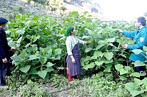 Hà Giang phát huy nội lực xóa đói giảm nghèo bền vững