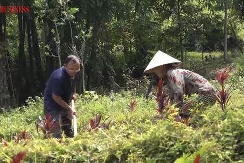 Nông nghiệp Na Rì 'khoác áo mới' với chuỗi giá trị, nông dân và HTX liên kết làm giàu