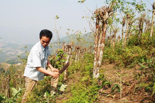 Lý Bôn tập trung phát triển kinh tế rừng