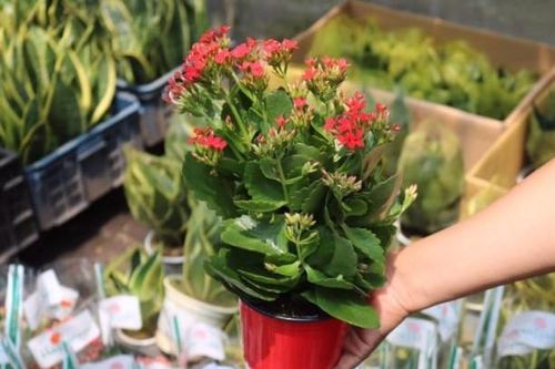 Các cây cảnh trồng ban công này vừa đẹp vừa hỗ trợ chữa bệnh trong những trường hợp khẩn cấp