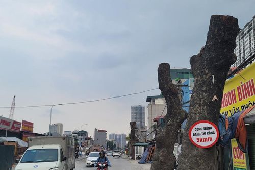 Hà Nội: Người dân tiếc nuối khi hàng cây cổ thụ bị chặt để mở rộng đường