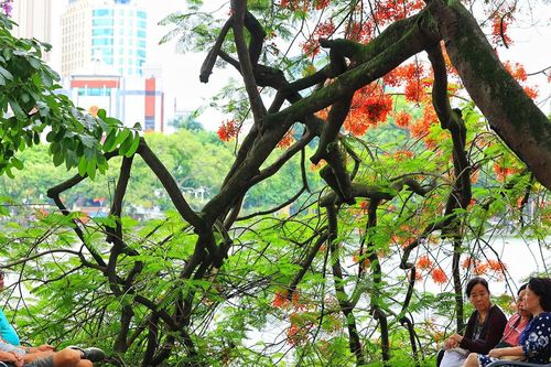 Ngắm hoa phượng đỏ nở rực rỡ