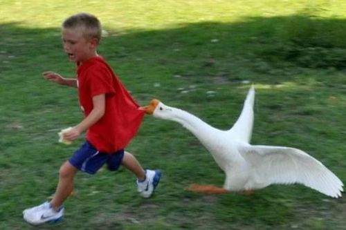 Ngỗng tấn công người, rắn bỏ chạy khi thấy ngỗng, vì sao?
